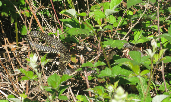 Hierophis viridiflavus